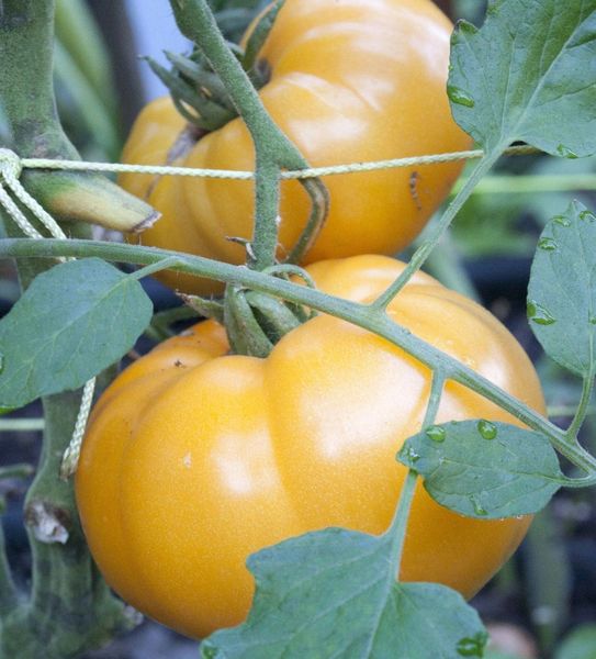 Yellow Brandywine Heirloom Tomato / Tomate Héritière