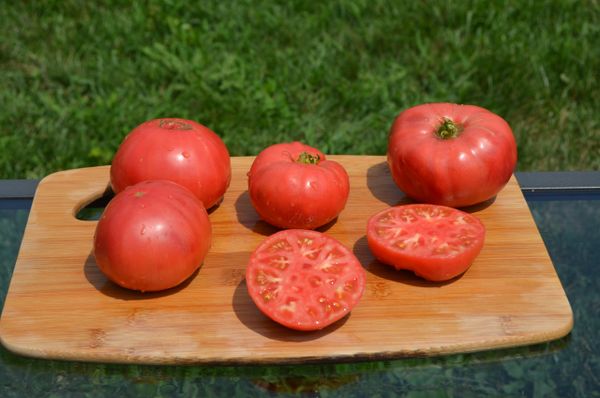 Pink Brandywine Heirloom Tomato