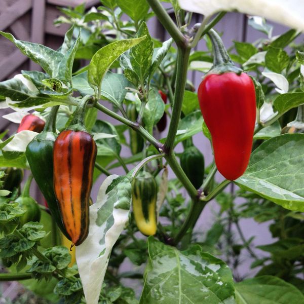 When to plant peppers in ohio Idea