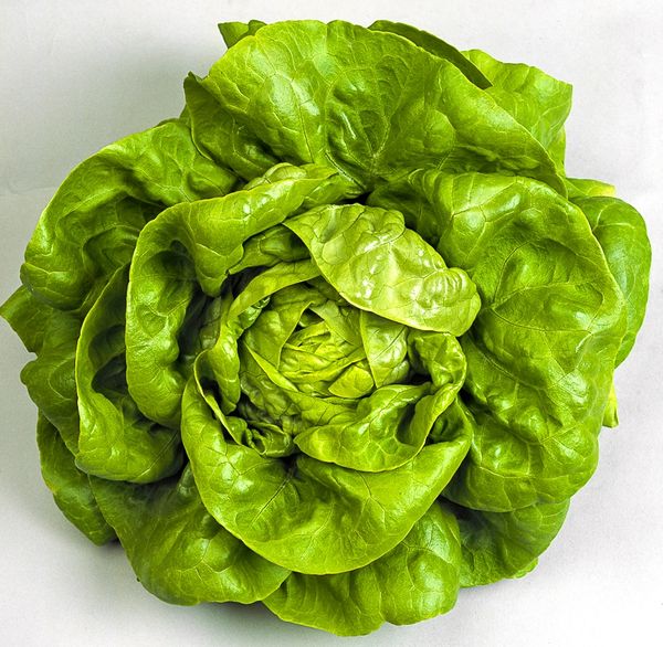 Boston Butterhead Bibb Lettuce 1,000+ Seeds OHIO HEIRLOOM SEEDS