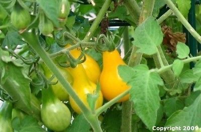 Yellow Pear Tomato – Mary's Heirloom Seeds