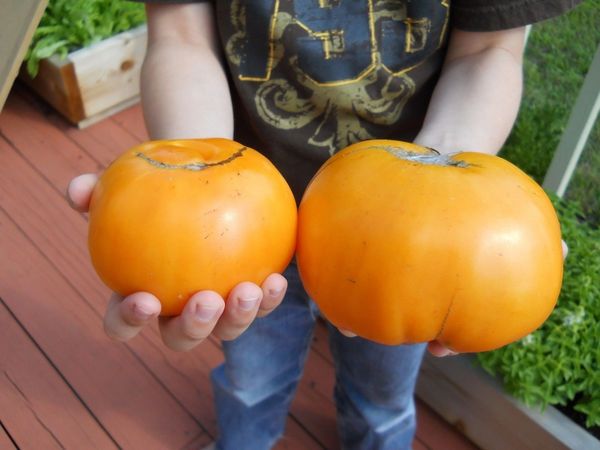 Orange Kentucky Beefsteak Tomato Seeds