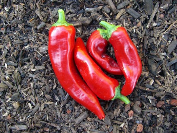  Survival Garden Seeds - Marconi Red Pepper Seed for