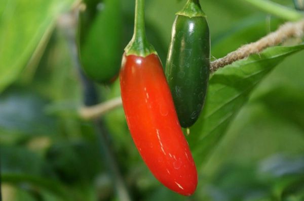 Serrano Tampiqueño Pepper Seeds