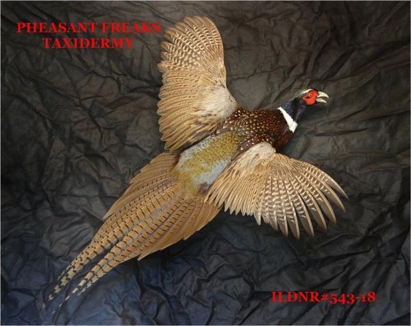 SOLD RINGNECK PHEASANT MOUNT FLYING RIGHT ILDNR#543-18