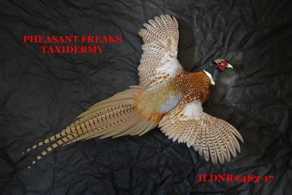 SOLD RINGNECK PHEASANT MOUNT FLYING RIGHT ILDNR#483-17