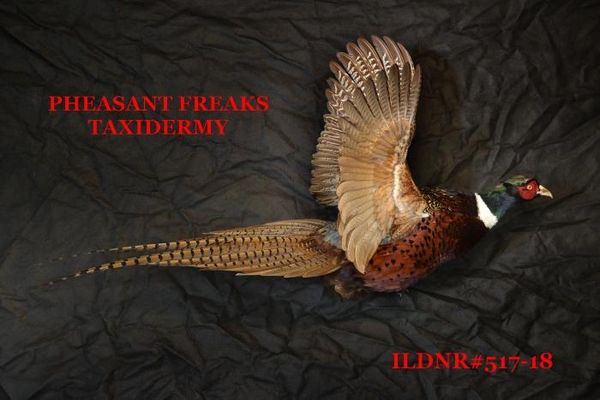 SOLD RINGNECK PHEASANT MOUNT ILDNR#517-18 FLYING RIGHT WINGS UP