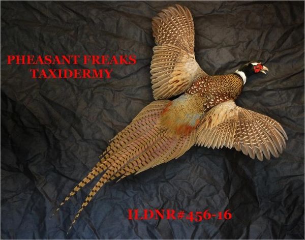 SOLD RINGNECK PHEASANT MOUNT FLYING RIGHT ILDNR#456-16