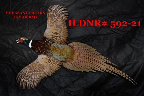 SOLD Ringneck pheasant mounts flying left ILDNR#592-21
