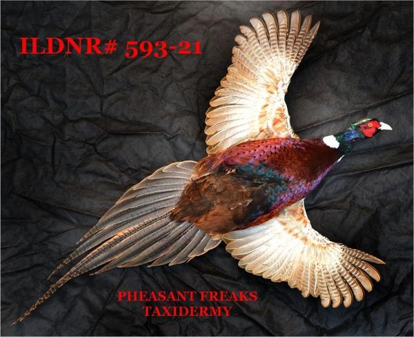 Ringneck pheasant mount for sale flying right/chest out ILDNR#593-21