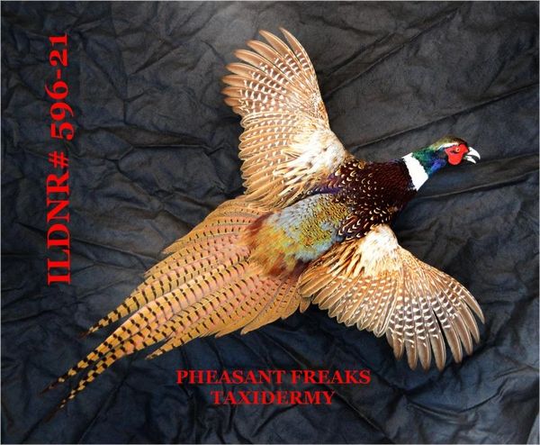 Ringneck pheasant for sale flying right ILDNR #596-21