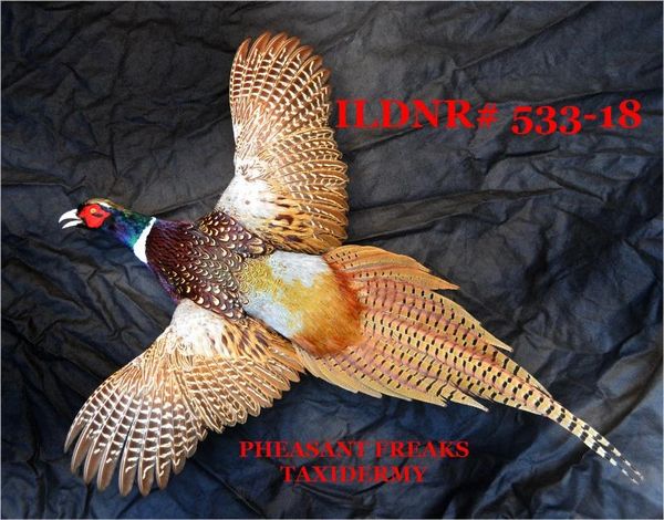 SOLD Ringneck pheasant mount for sale flying left ILDNR#533-18
