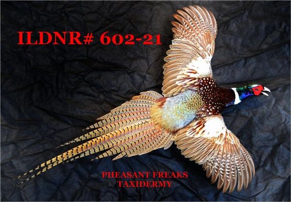 SOLD---Ringneck pheasant mounts for sale flying right ILDNR#602-21