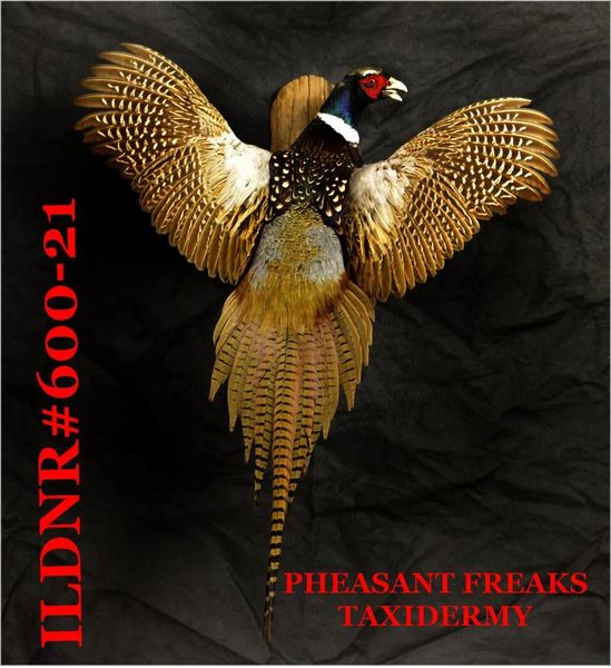 SOLD RINGNECK PHEASANT MOUNT FLYING UP ILDNR#600-21