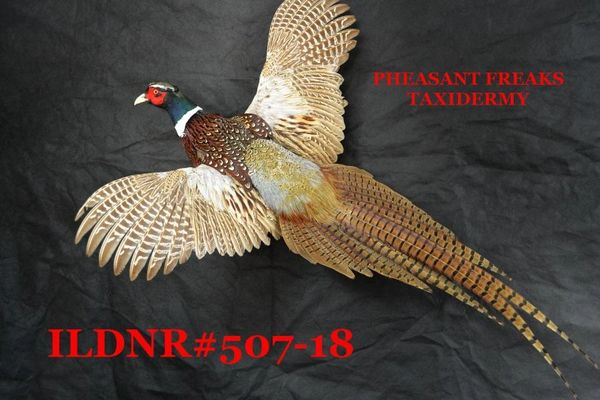 SOLD--RINGNECK PHEASANT MOUNT FLYING TO THE LEFT ILDNR#507-18