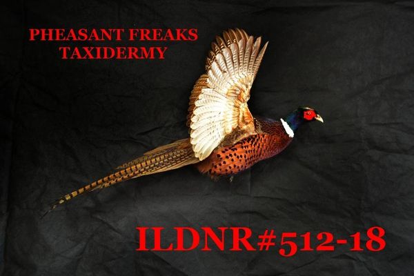 SOLD---RINGNECK PHEASANT MOUNT FLYING RIGHT WINGS UP ILDNR#512-18