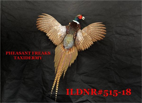 SOLD---RINGNECK PHEASANT MOUNT FLYING UPRIGHT ILDNR#515-18