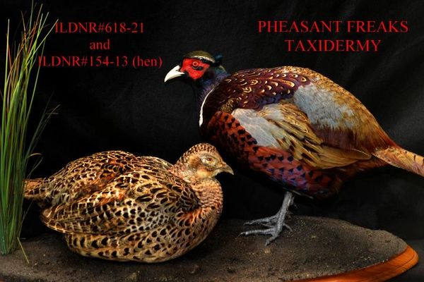 PEN RAISED RINGNECK PHEASANT HEN AND ROOSTER ON HABITAT BASE ILDNR#618-21 and #154-13 (hen)