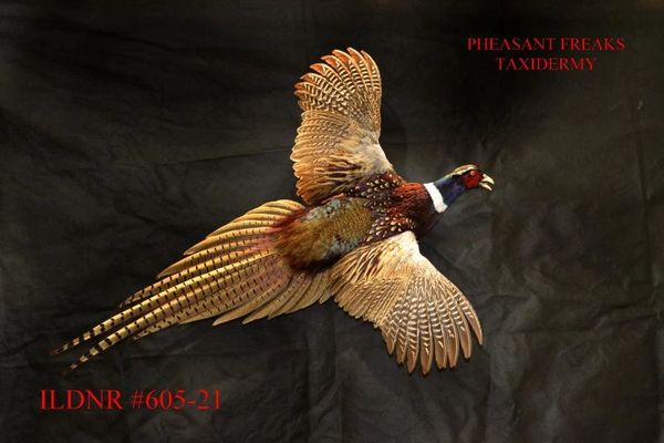 SOLD. RINGNECK PHEASANT ROOSTER FLYING RIGHT. ILDNR#605-21