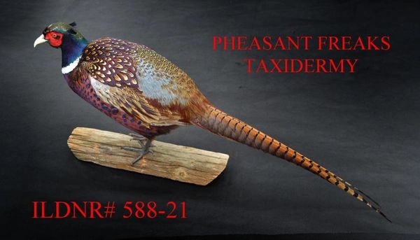 RINGNECK PHEASANT MOUNT FOR SALE/STANDING LEFT OR RIGHT ILDNR#588-21
