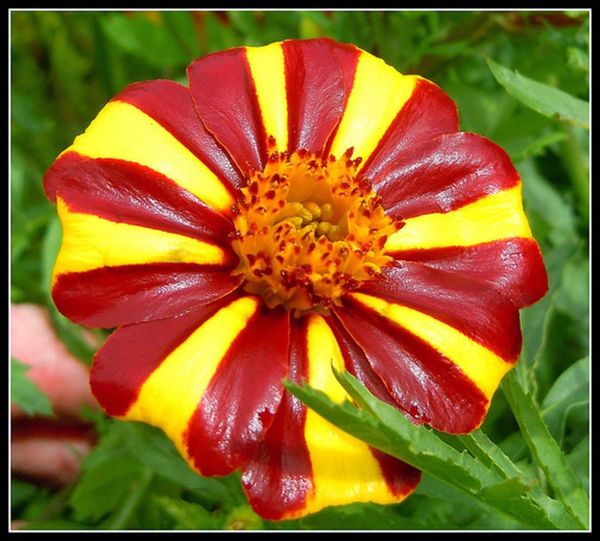 Jolly Jester Marigold Seeds