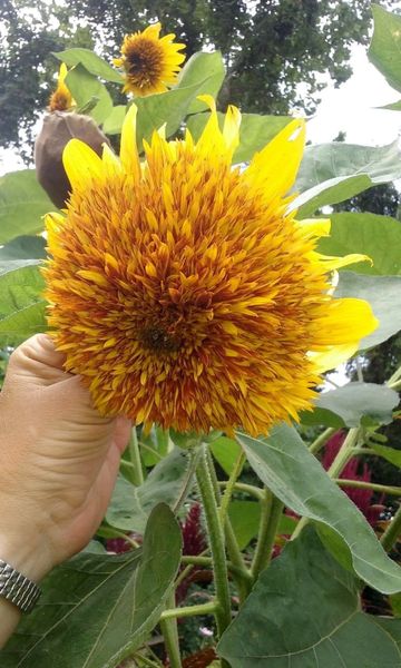 tigers eye sunflower