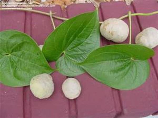 8 Ornamental Air Potato Vine POTATO PODS -Dioscorea Bulbifera