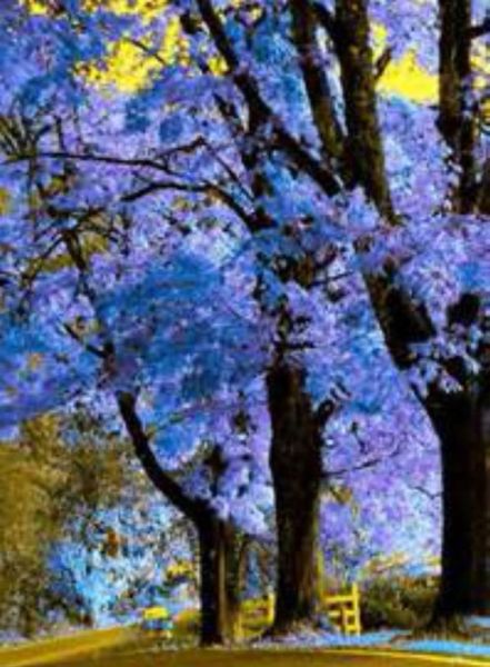 Royal Empress Tree! (Foxglove Tree, Princess Tree)