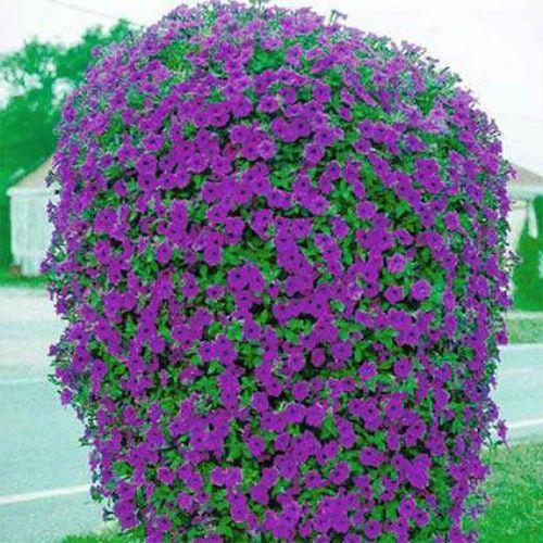 Purple Wave Petunia Seeds