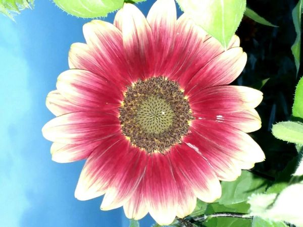 Ruby Eclipse Sunflower Seeds (Mixed Shades) Only 5-6 ft. tall