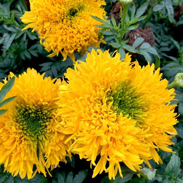 Mission Giant Yellow Marigold