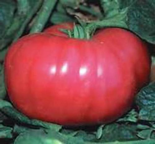 German Johnson Tomato Seeds