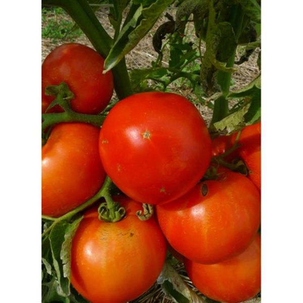 Mountain Spring Tomato Seeds