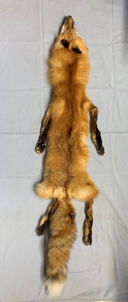 Wild Red Fox w/Feet