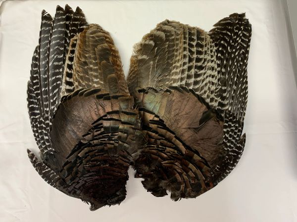 WILD BRONZE BARRED TURKEY WING PAIRS