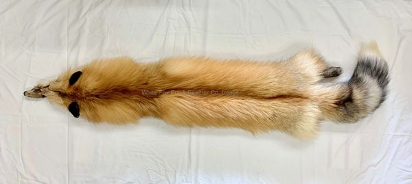 Red Fox Pelt