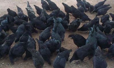 kadaknath organic chicken chicks india daulat farm desi very west breed odisha poultry bengal
