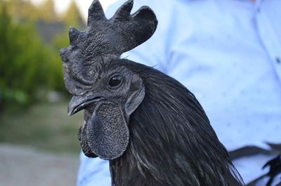 Desi Chicks, Kadaknath chicks, Desi Chicken, Vanraja Chicks, Vanraja