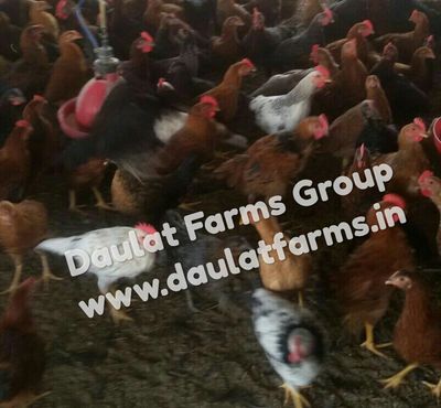 Desi Chicks, Kadaknath chicks, Desi Chicken, Vanraja Chicks, Vanraja