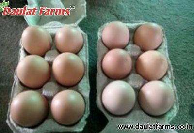Table Eggs | Daulat Farms | Daulat Farms Group of Companies