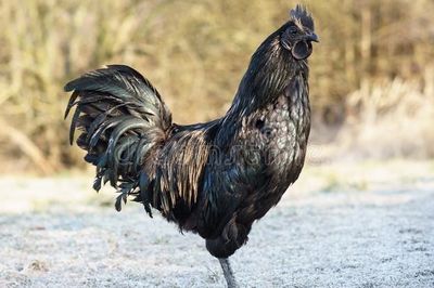 chicken chicks feed breed ayam native low cemani very farm kadaknath poultry desi india odisha west imported consumption punjab durg