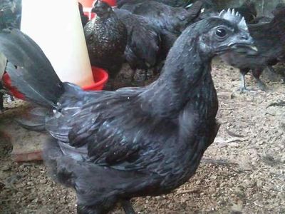 Desi Chicks, Kadaknath chicks, Desi Chicken, Vanraja Chicks, Vanraja