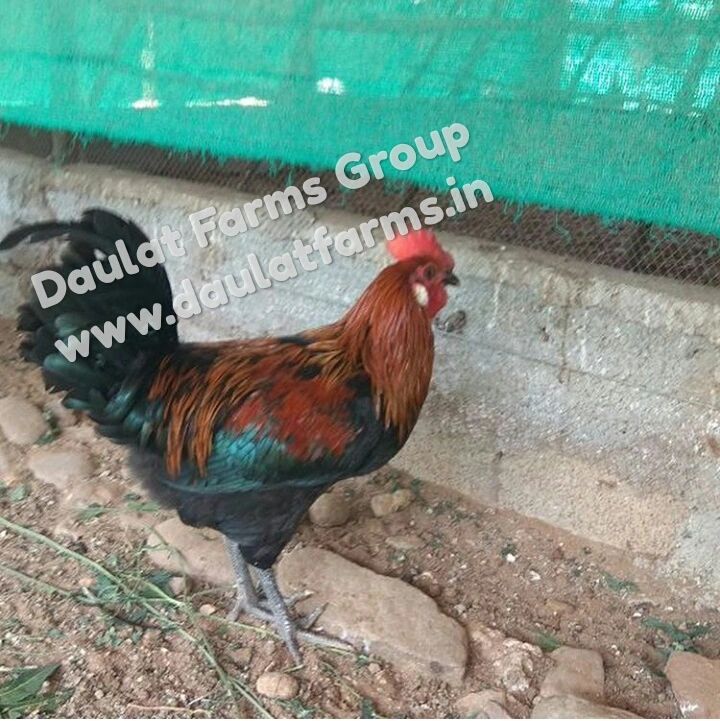 loan for poultry farm