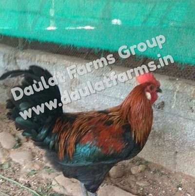 Desi Chicks, Kadaknath chicks, Desi Chicken, Vanraja Chicks, Vanraja