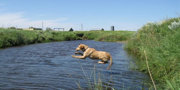 Hunting dog training retrieval from water