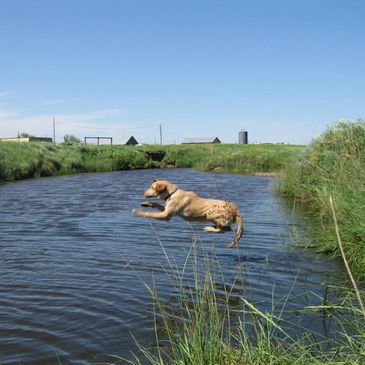 dog jumping in river