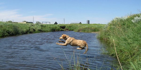 Hunting dog training retrieval from water