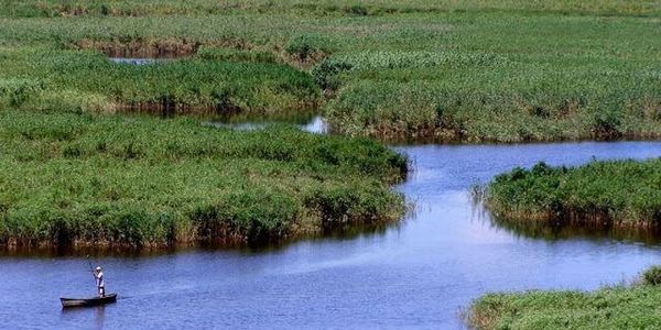 Danube delta covered with reed (Ukraine)