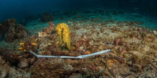 A plastic straw lies on the bottom of the ocean and a seahorse floats nearby