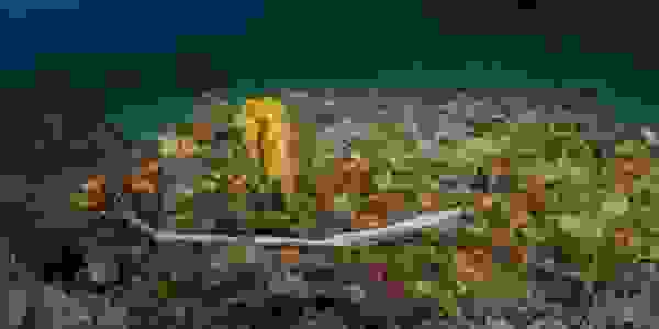 A plastic straw lies on the bottom of the ocean and a seahorse floats nearby